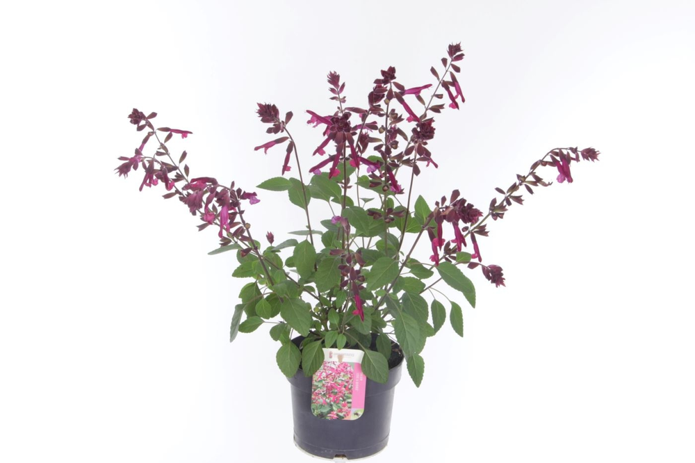 Salvia hybr. Love and Wishes.