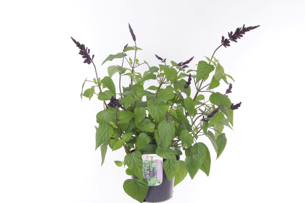 Salvia hybr. amistad.