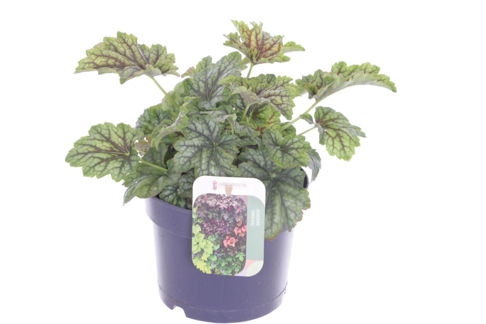 Heuchera Carnival.