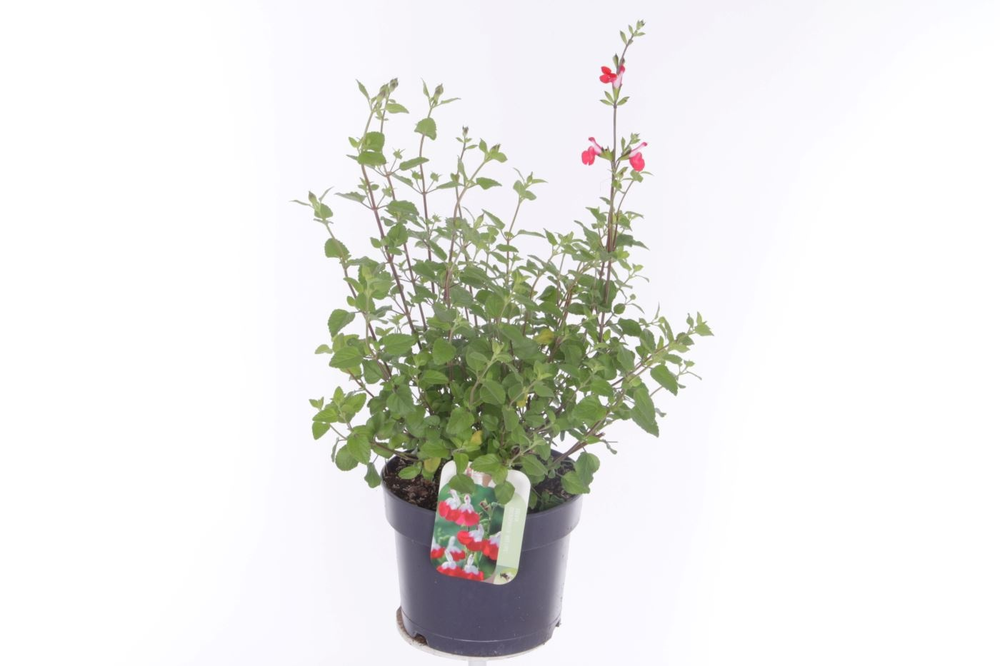 Salvia microphylla Hotlips.