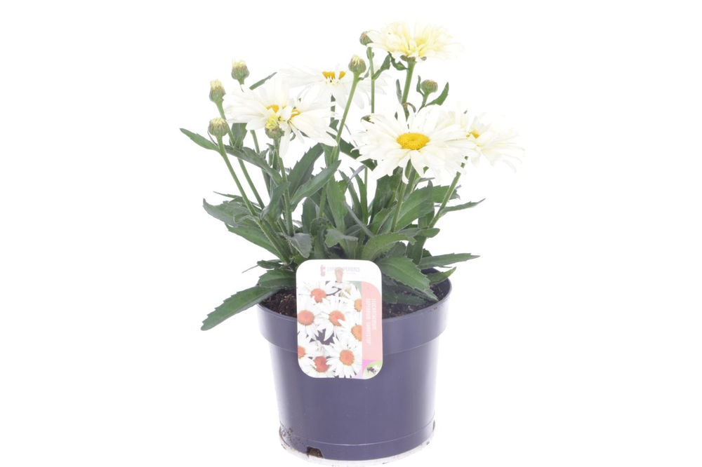 Leucanthemum Banana Cream.