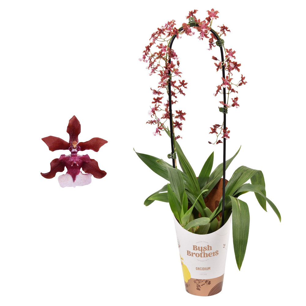 Oncidium 'Cherry Baby' boog 12 cm met blad spikel.