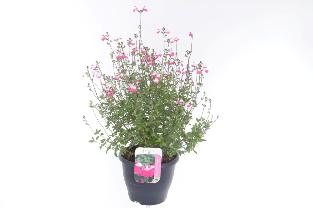 Salvia microphylla Pink Lips jeremy.