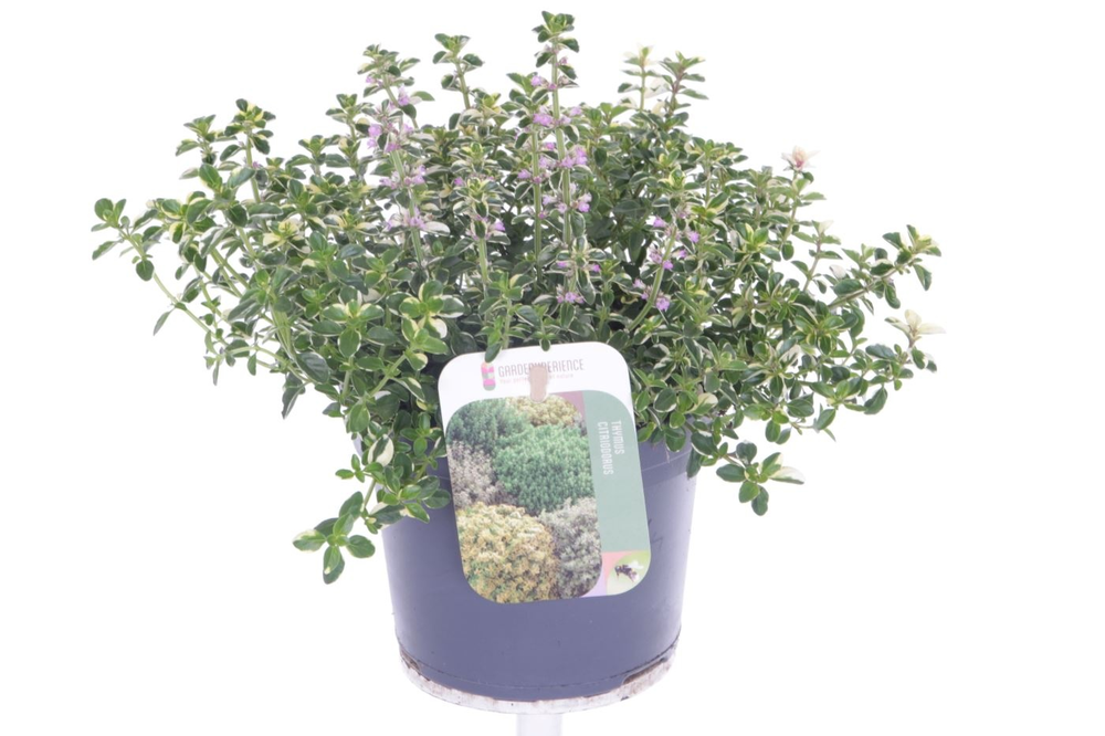 Thymus pulegoides Foxley.