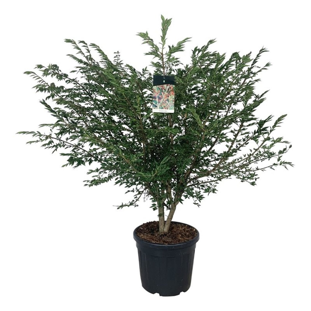 Euonymus alatus.