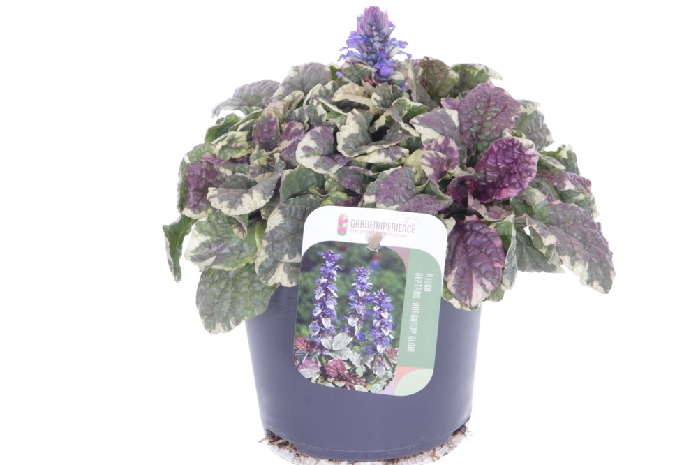 Ajuga reptans Burgundy Glow.