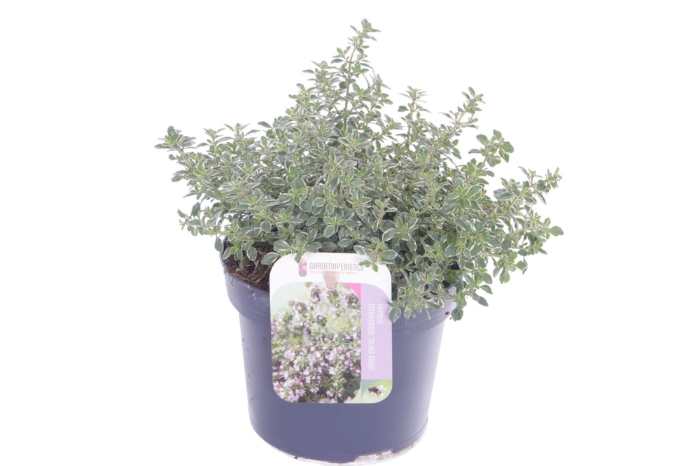 Thymus citr. Silver Queen.
