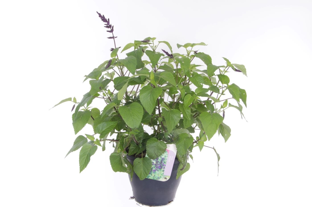 Salvia hybr. amistad.
