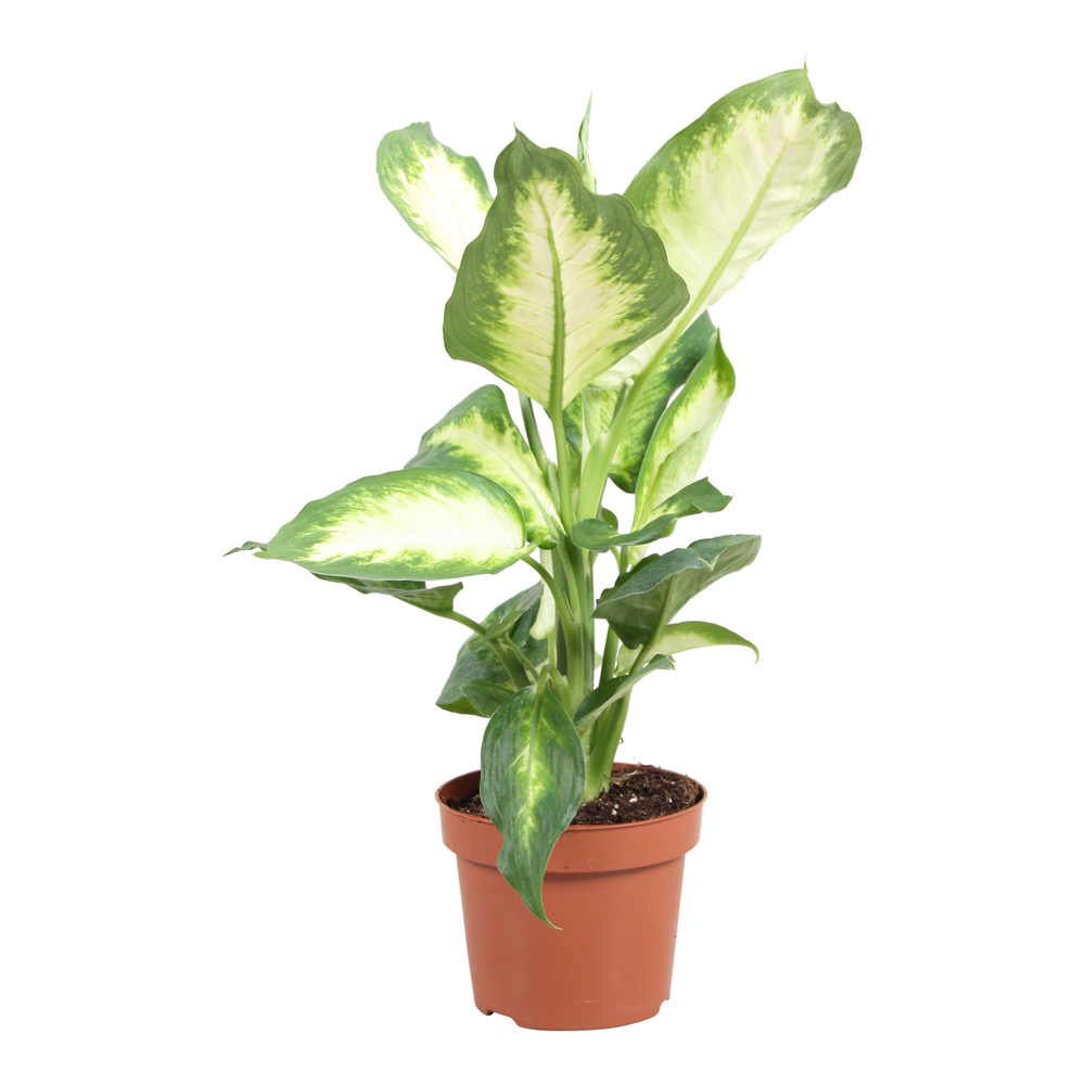Dieffenbachia Camilla.