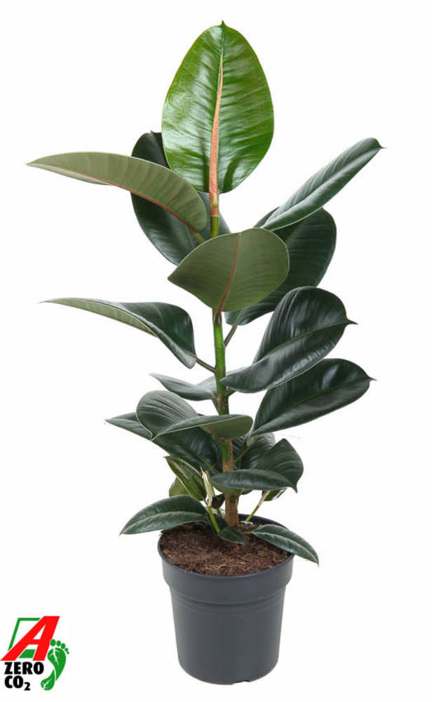 Ficus Robusta 1PP P19.