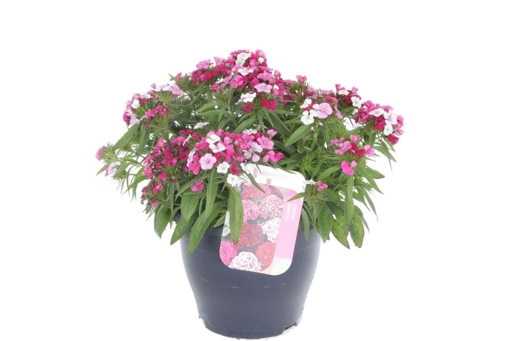 Dianthus barbatus Dash Magician.