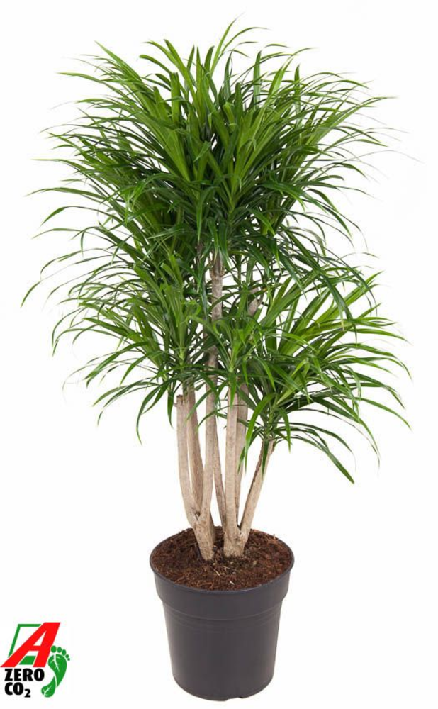 Dracaena Anita variegata vertakt P27.