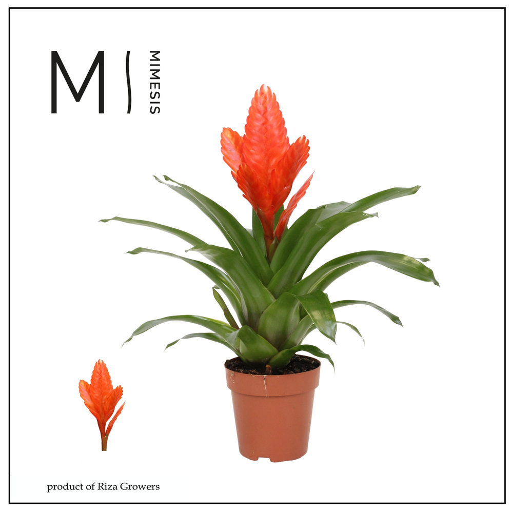 Mimesis Vriesea Intenso Orange - 12 cm.