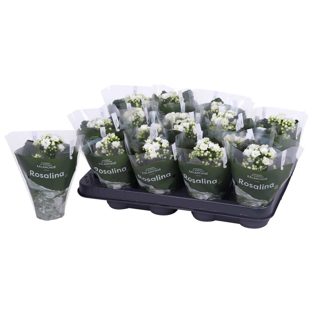 Kalanchoe Rosalina 07cm TST Don Dione, Groene hoes.