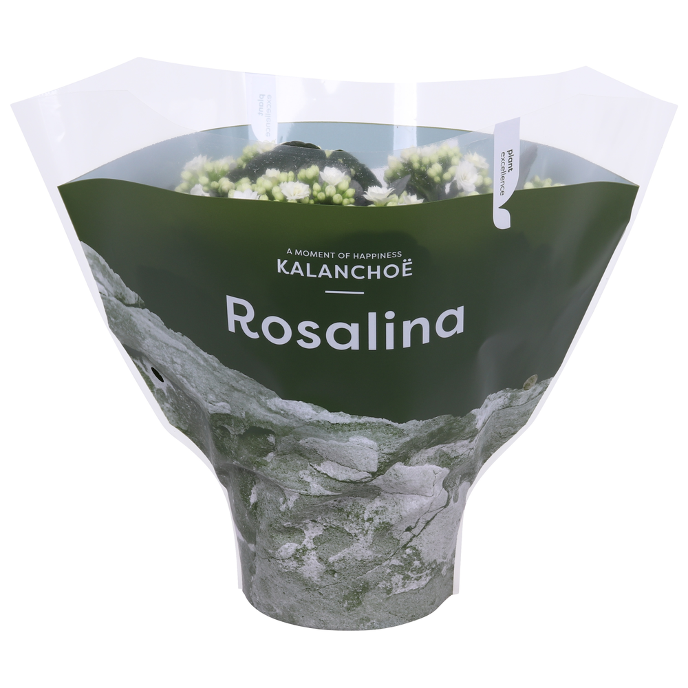 Kalanchoe Rosalina 15cm TST Don Dione, Groene hoes.