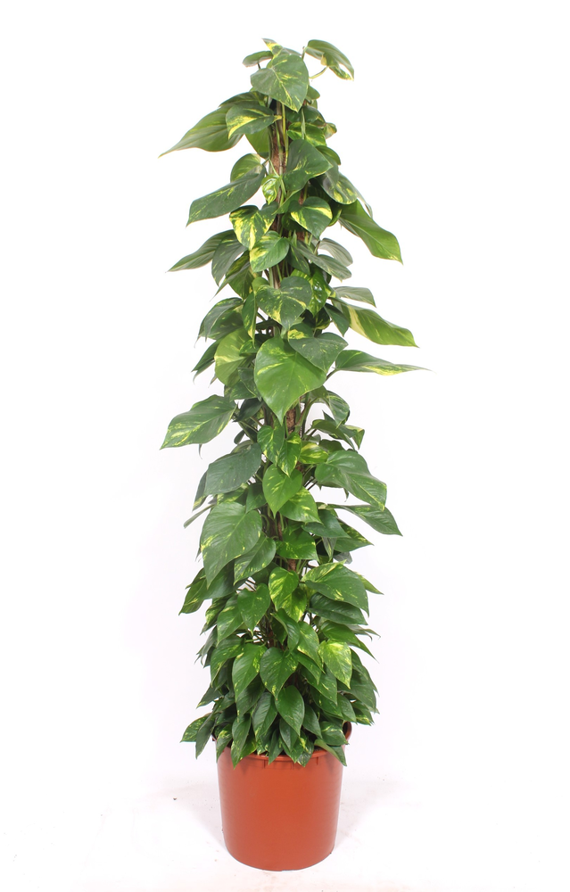 Epipremnum Aureum.