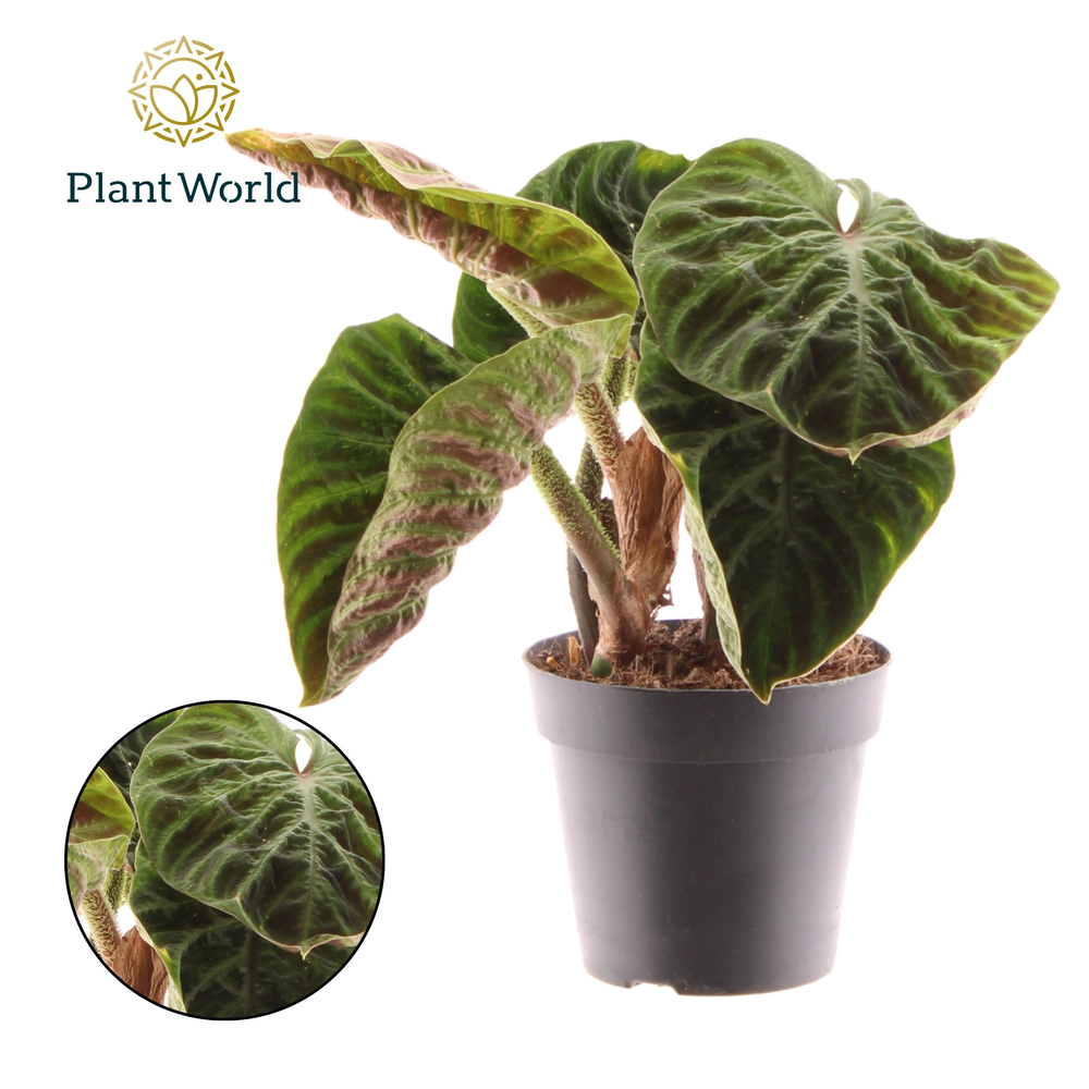 Philodendron Verrucosum Incensi compactum.