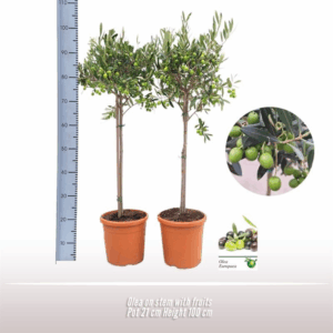 Olea op stam.