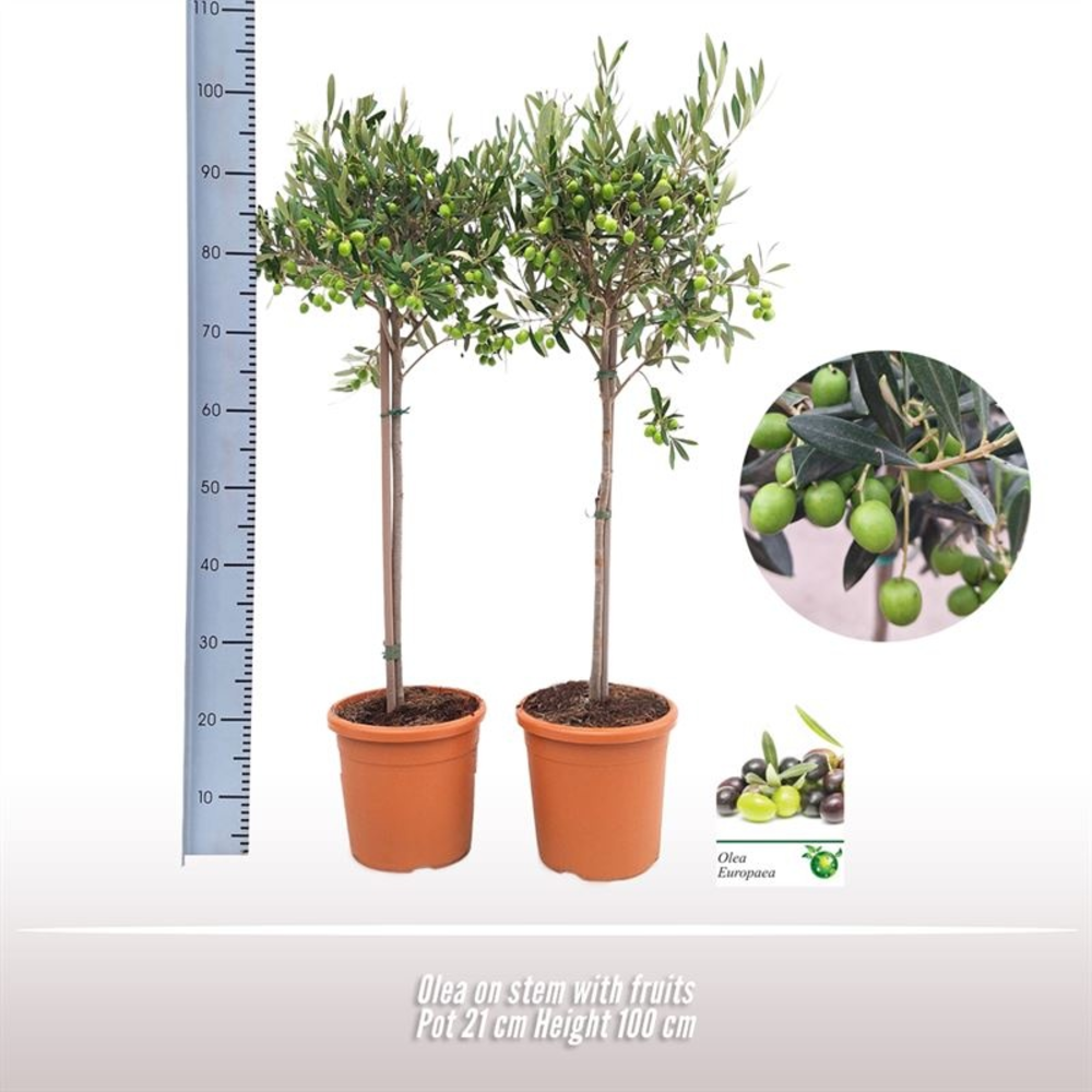 Olea op stam.