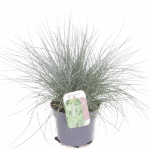 Festuca glauca Elijah Blue.