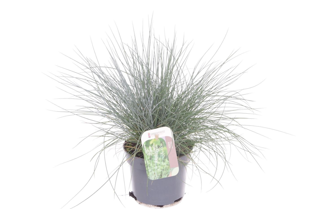 Festuca glauca Elijah Blue.