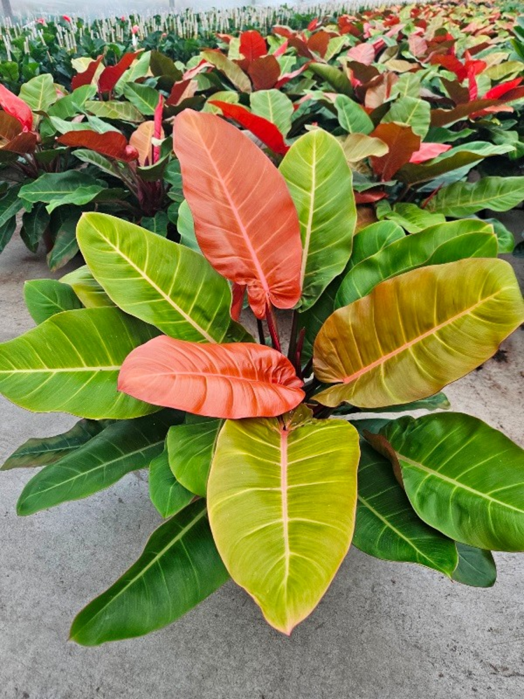 Philodendron Prince of Orange.