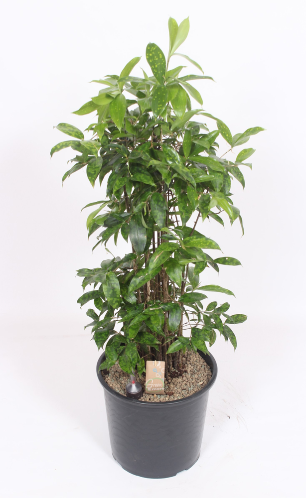 Dracaena Surculosa.