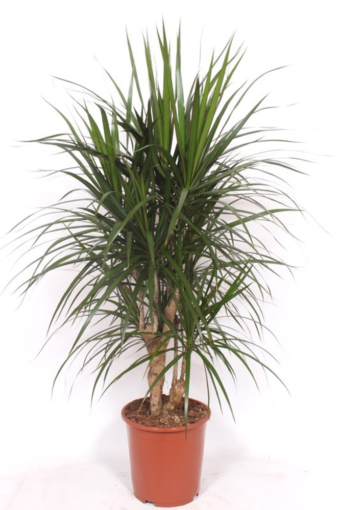 Dracaena marginata.