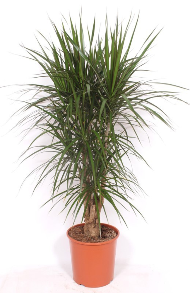 Dracaena marginata.
