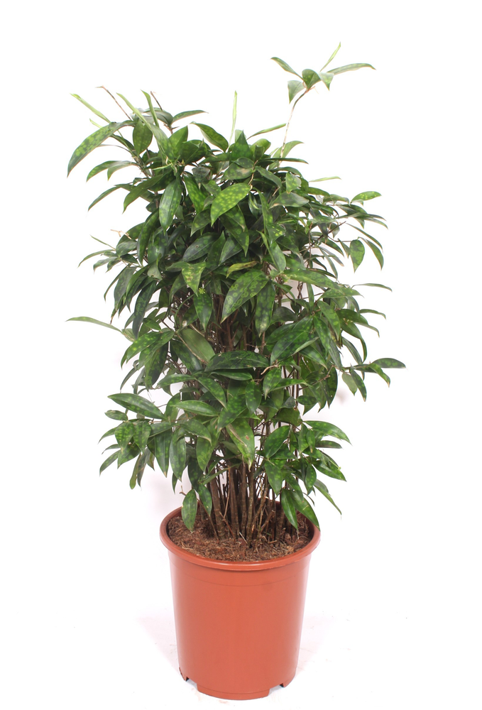 Dracaena Surculosa.
