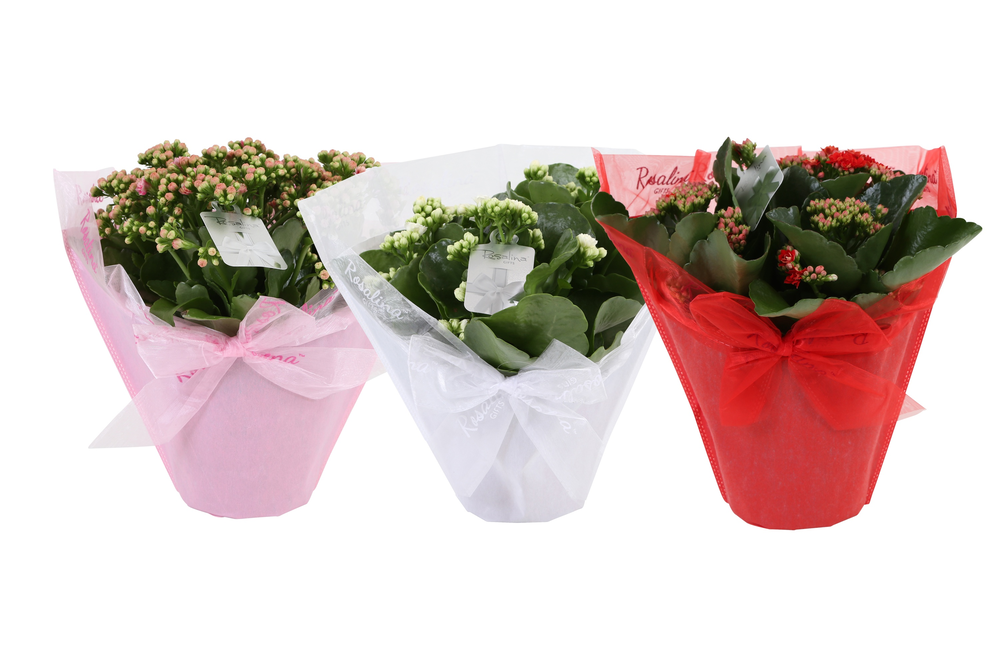 KP-730.3 - Kalanchoe Rosalina 15cm in Pastel Gifts.