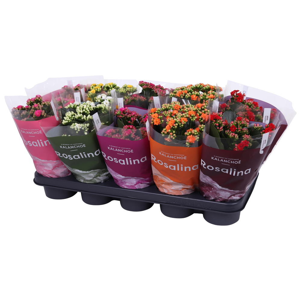 Kalanchoe Rosalina 12cm mix, TST hoes.