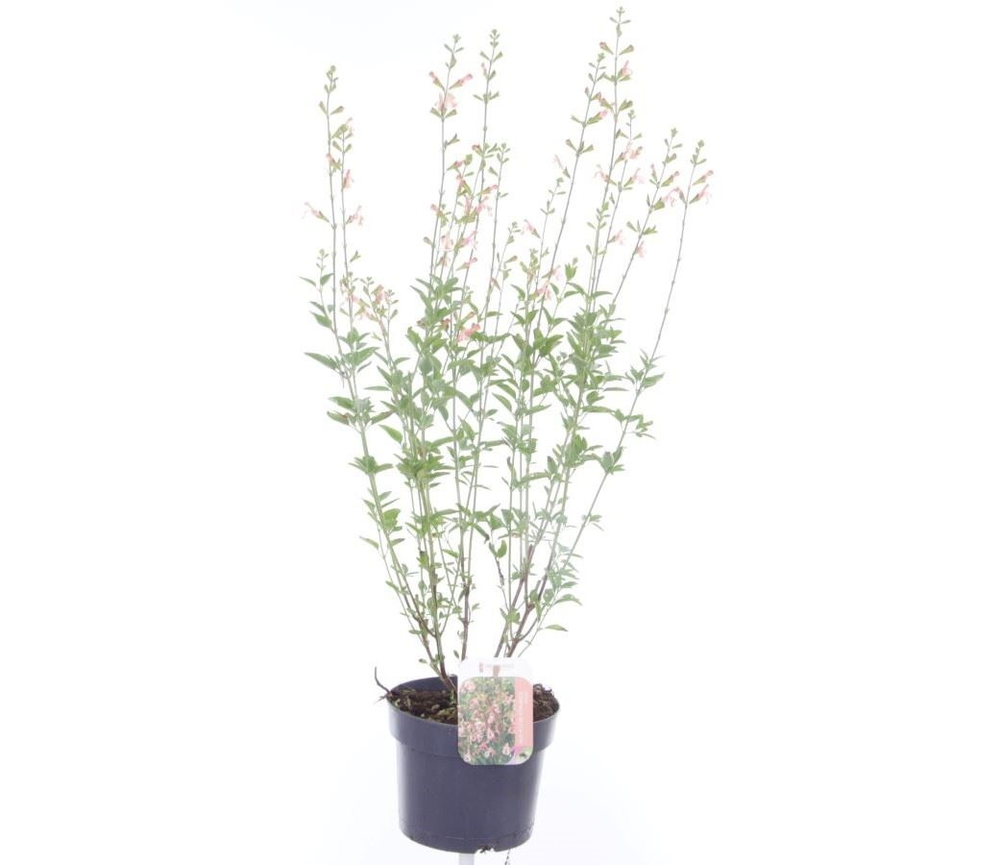 Salvia microphylla Belle de Loire.