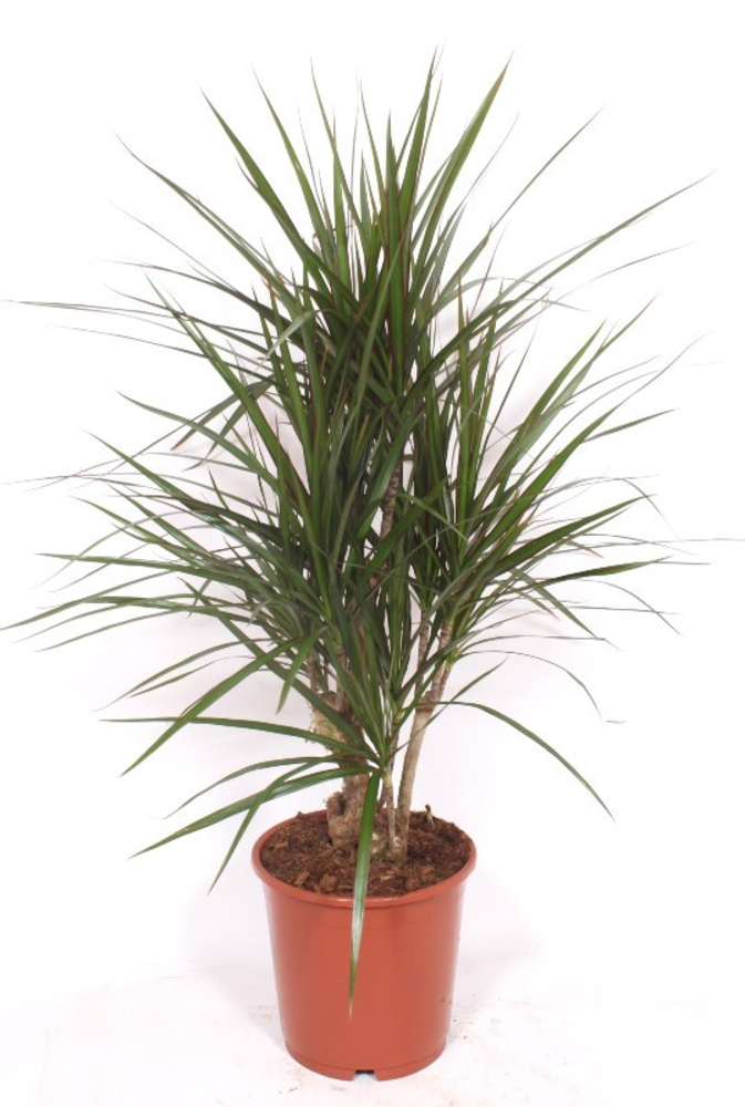 Dracaena marginata.