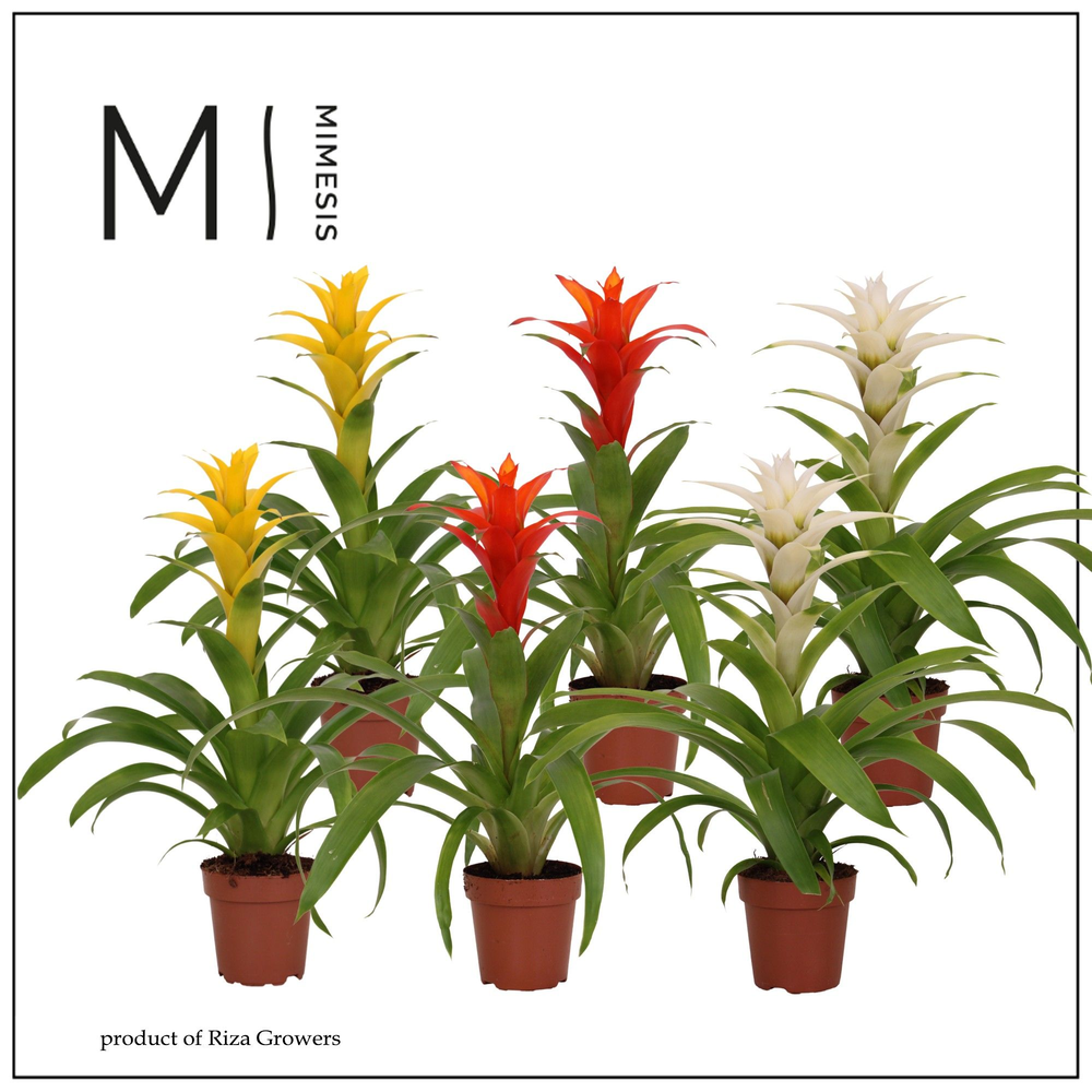 Mimesis Guzmania Modern - 12 cm.
