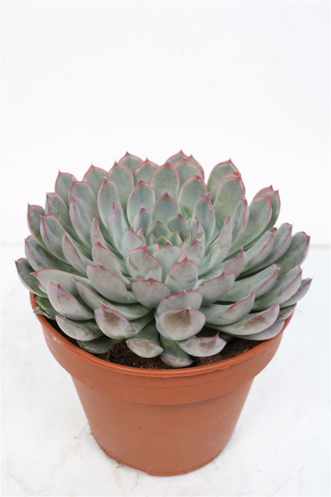 Echeveria Pink Edge - 1154.