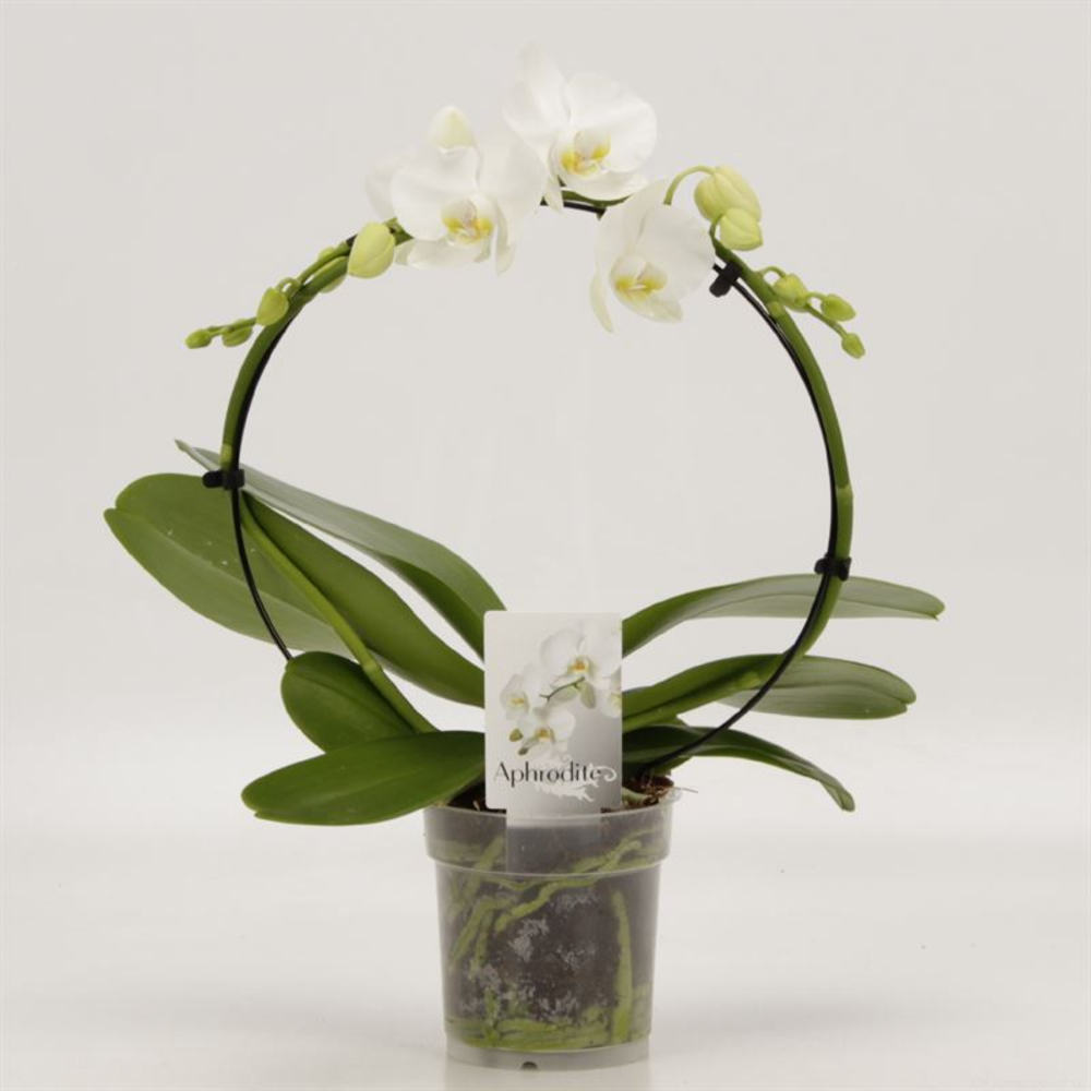 Phalaenopsis overig Rondella wit.