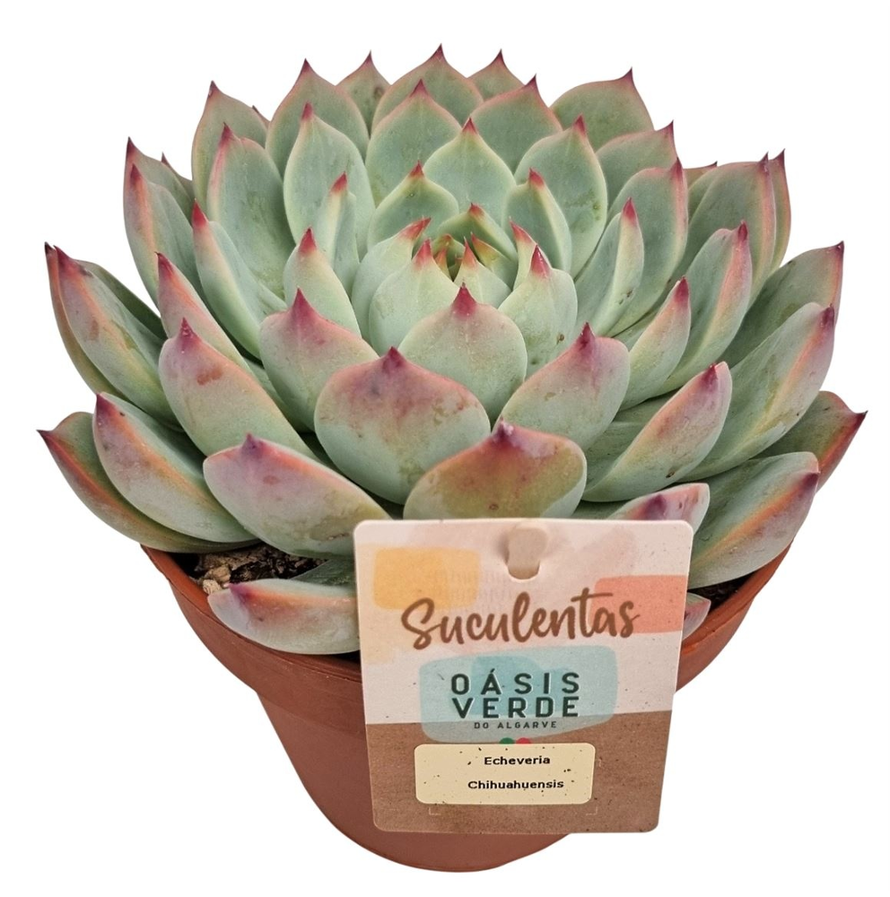 Echeveria Chihuahuaensis - 1154.