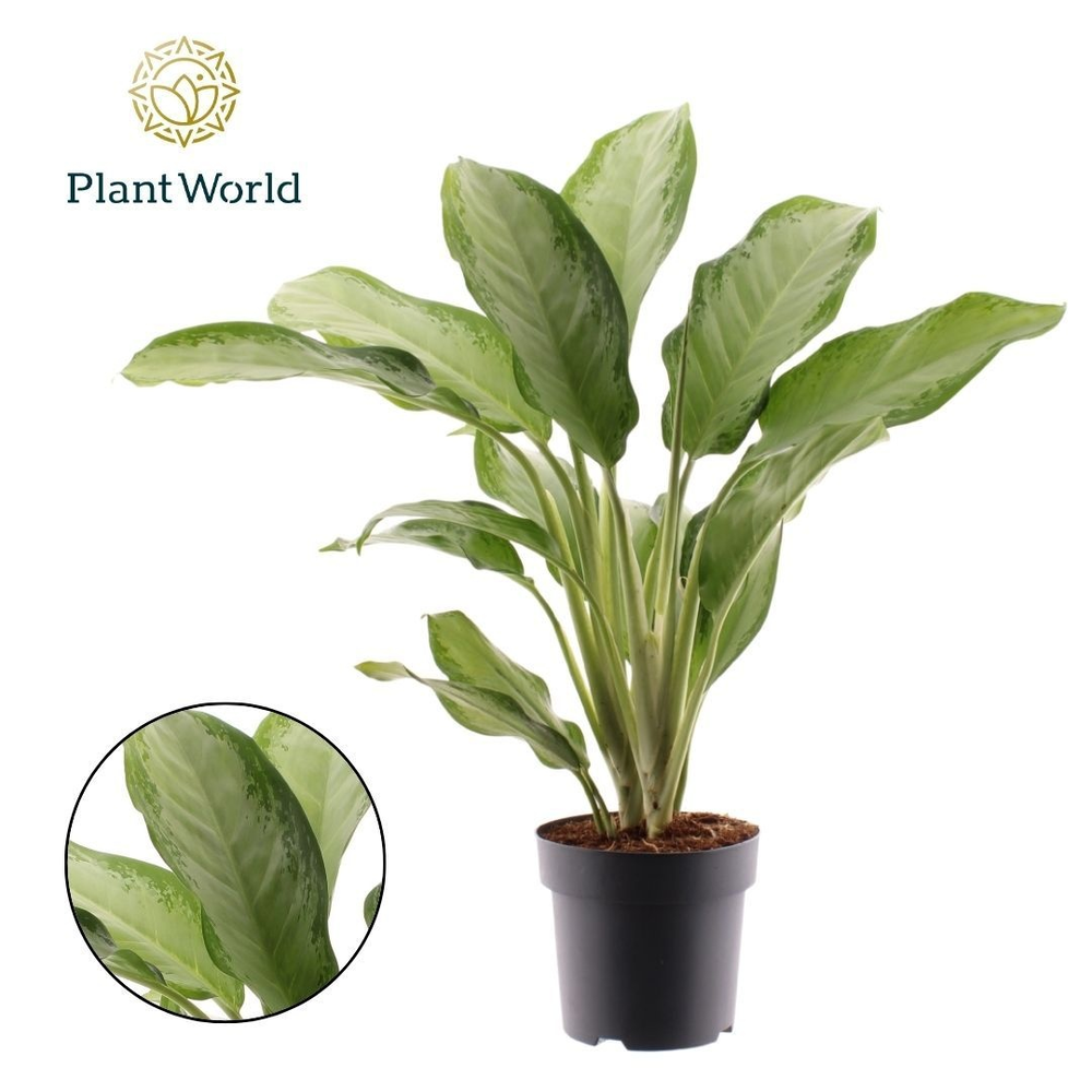 Aglaonema Cleopatra (Decorum).