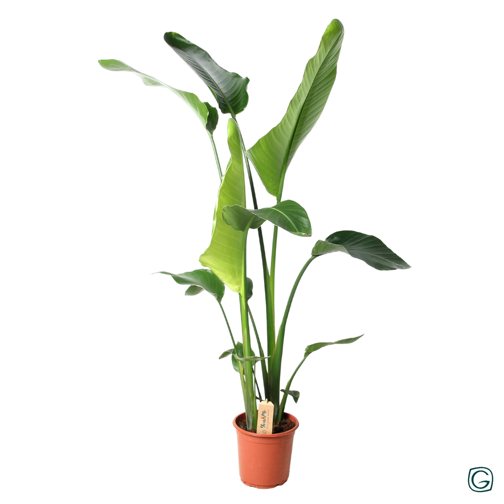 Strelitzia nicolai 2pp.