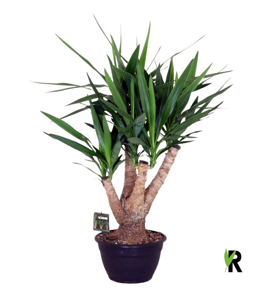 Yucca elephantipes vertakt.