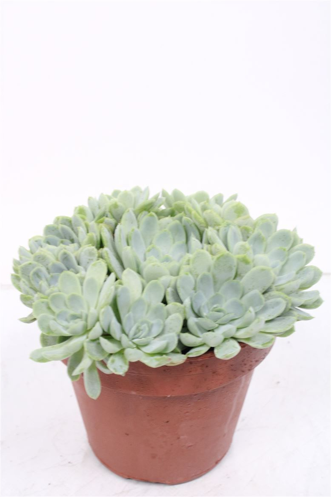 Echeveria Elegans - 1154.