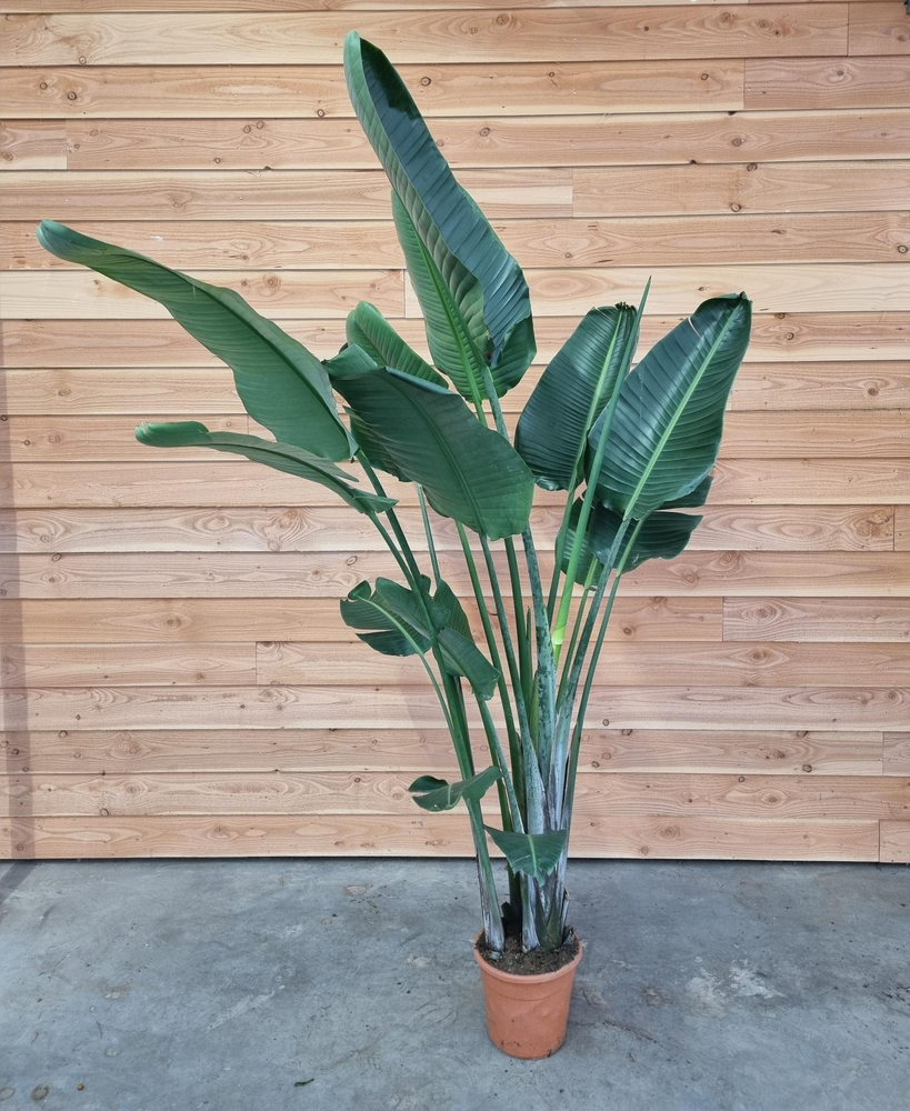 Strelitzia augusta.