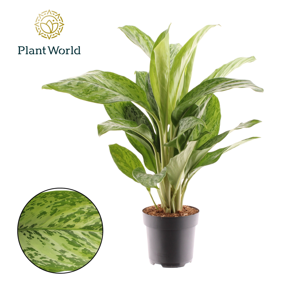 Aglaonema Greenlight (Decorum).