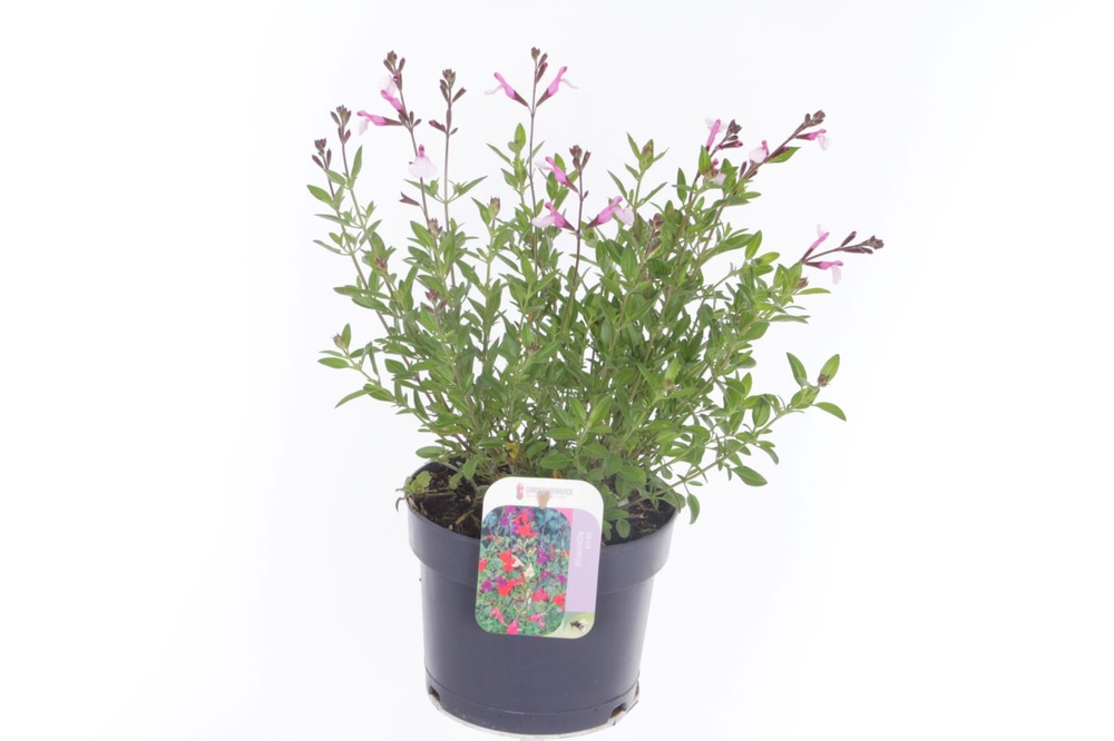 Salvia greggii Joy.