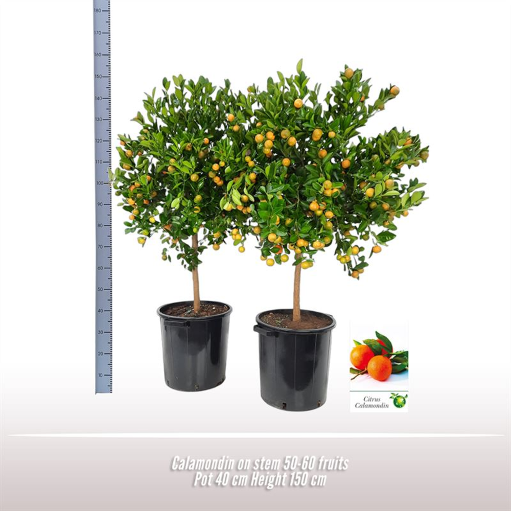 Calamondin op stam.