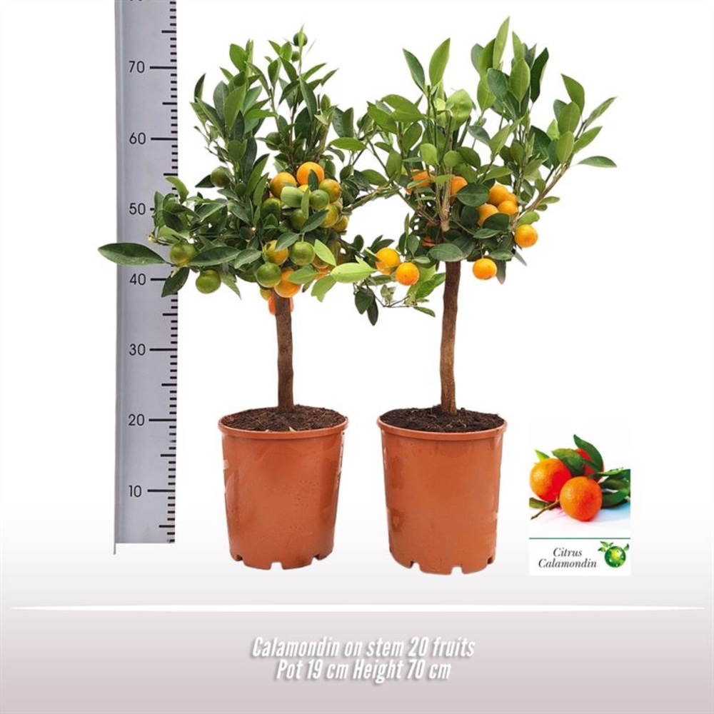 Calamondin op stam.