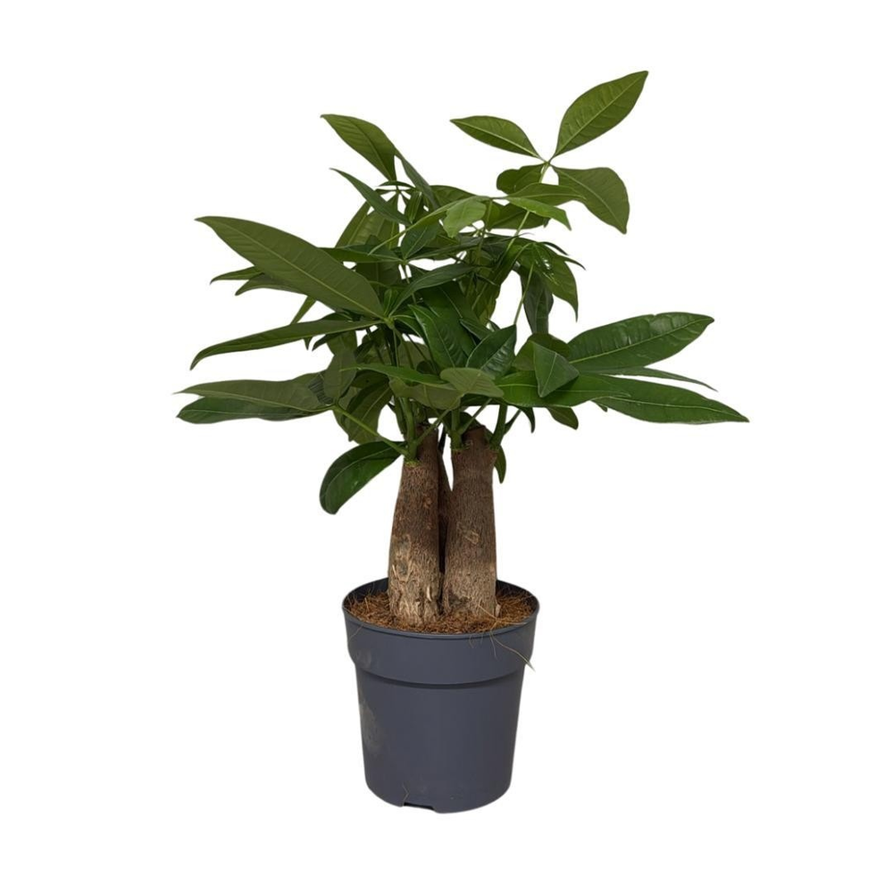 Pachira trunk 3pp.