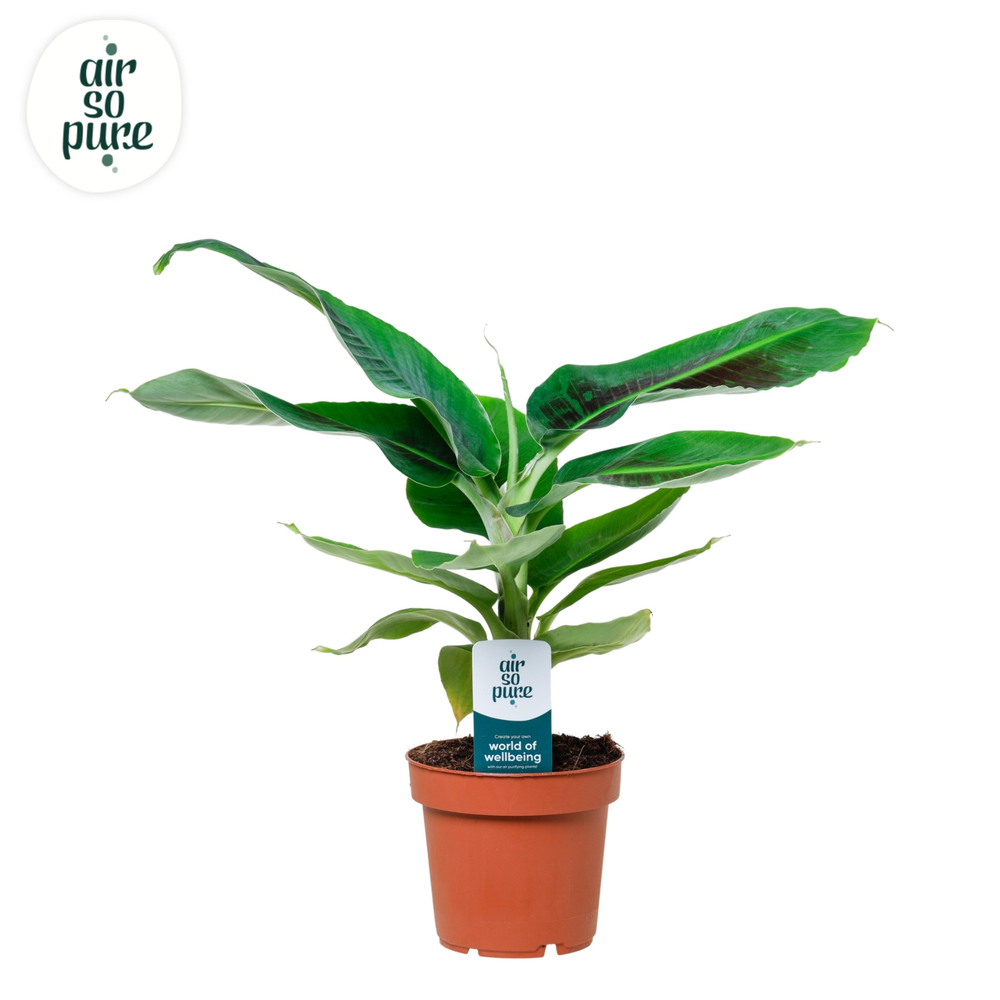 Musa Oriental Dwarf (zonder hoes).