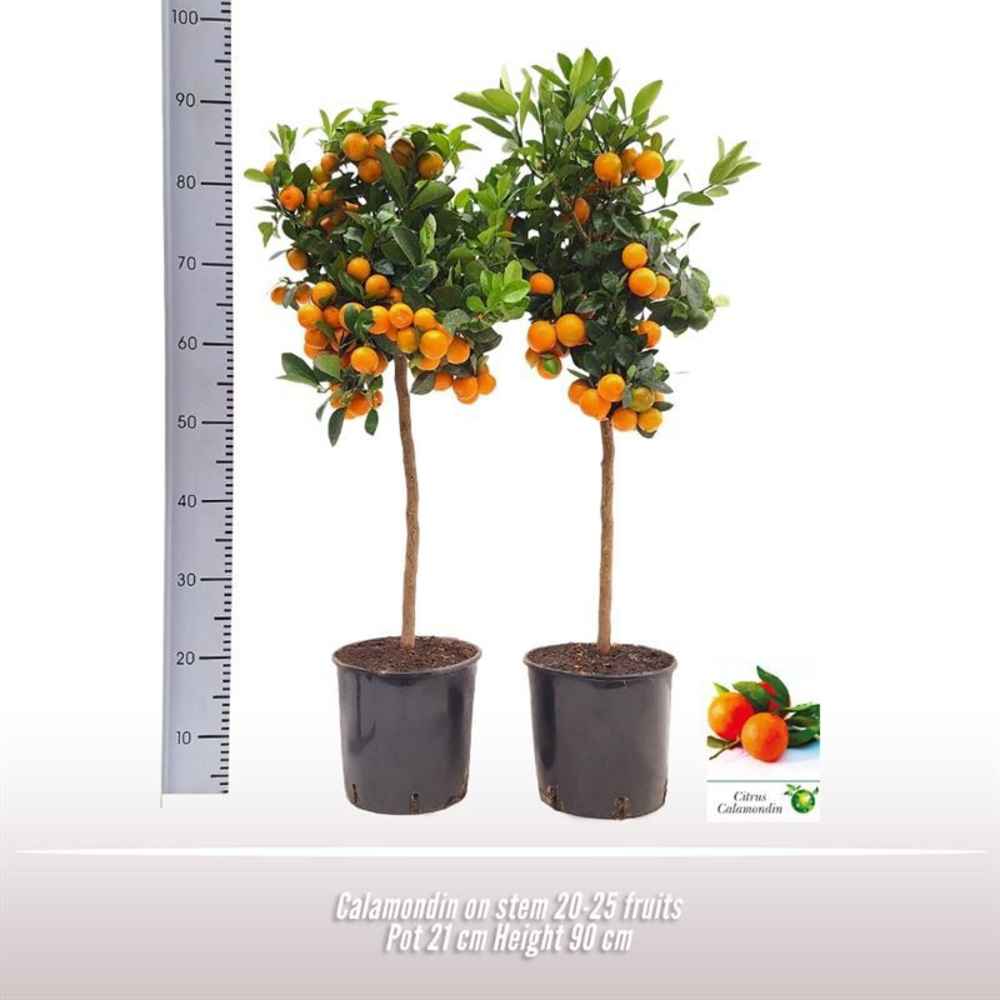Calamondin op stam.